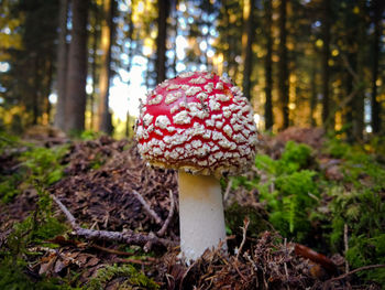 Close-up of mushroom on tree trunk in forest