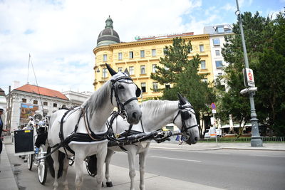 Horse cart on street in city