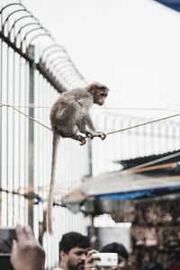 People photographing monkey sitting on rope over street against sky