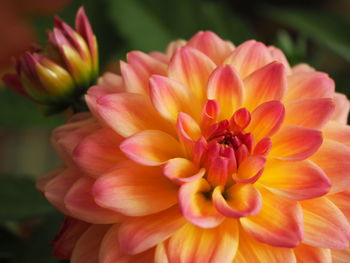 Close-up of pink dahlia flower