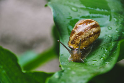 Close-up of snail on leaves