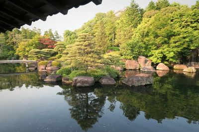 Reflection of trees in water