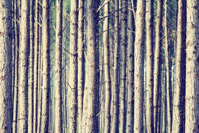 Full frame shot of bamboo trees in forest