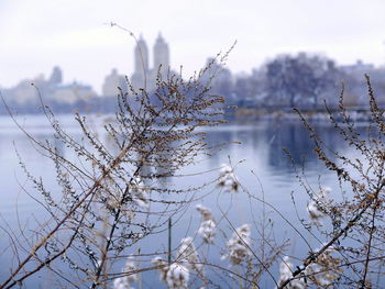 Close-up of plants against lake