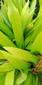 Close-up of wet plant leaves