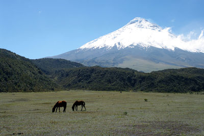 When the cotopaxi erupted, some horses escaped and remained free since then