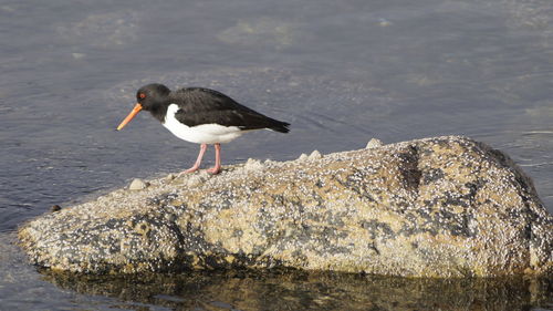 Seagull perching on rock by sea