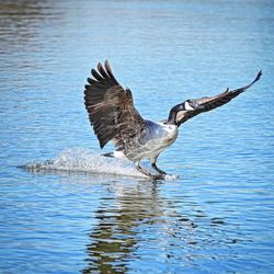 Bird flying over lake