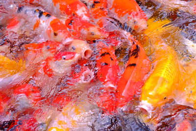 Close-up high angle view of koi carps swimming in pond