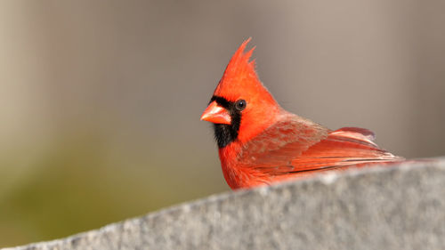 Close-up of bird perching