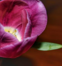 Close-up of pink flower