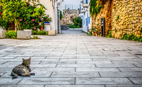 Cat on footpath by street