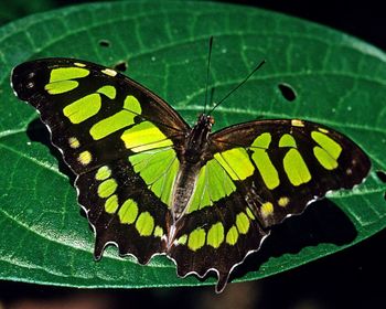 Close-up of butterfly on leaf