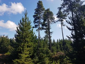 Low angle view of pine trees in forest against sky