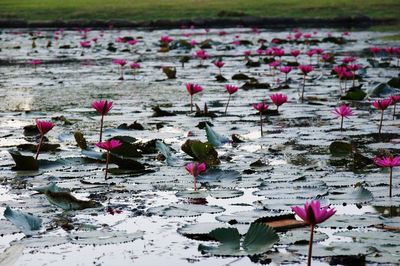 Close-up of pink water lily in lake