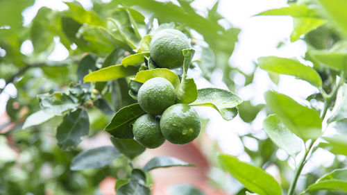 Close-up of berries growing on tree