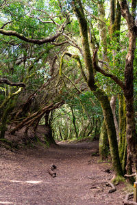 View of trees along road