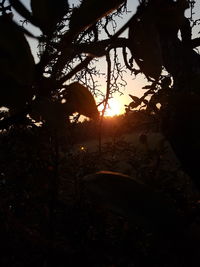 Sunlight streaming through silhouette tree during sunset