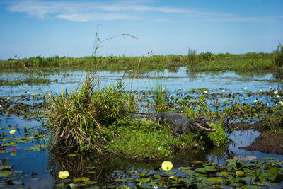 View of bird in lake
