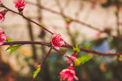 Close-up of cherry blossoms on branch