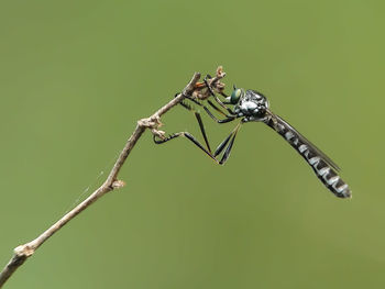 Close-up of insect on leaf