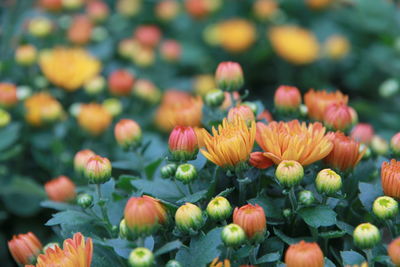 Close-up of yellow flowers blooming outdoors