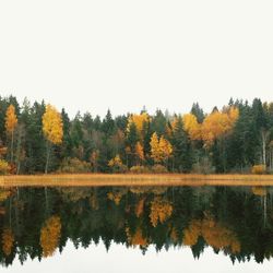 Reflection of trees in lake against clear sky