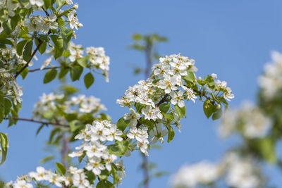 Low angle view of white flowering plant