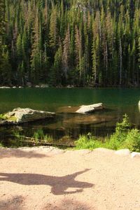 Scenic view of trees in water