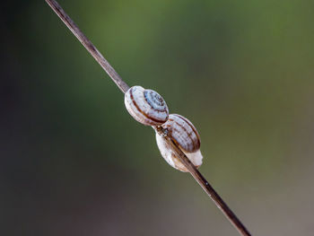 Close-up of snail on plant