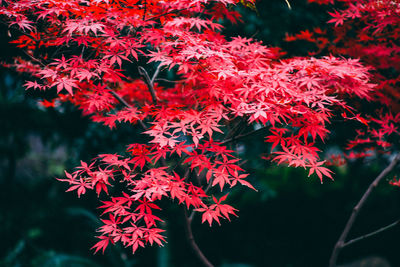 Close-up of red maple leaves on tree