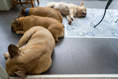 High angle view of dog sleeping