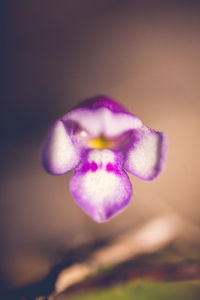 Close-up of purple flower