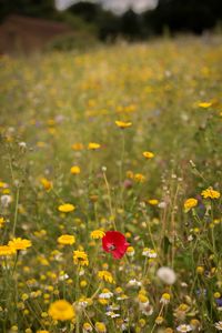 Close-up of yellow flowers in field