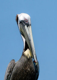 Close-up of pelican against clear blue sky