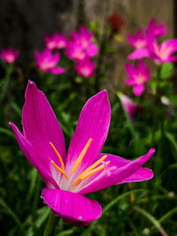 Close-up of pink crocus flower