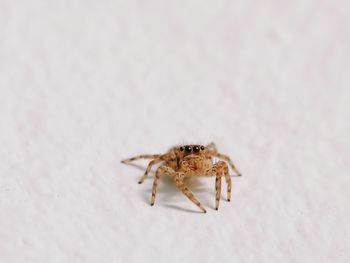 Close-up of spider