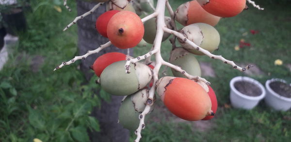 Close-up of apples on tree