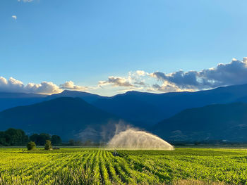 Scenic view of agricultural field against sky