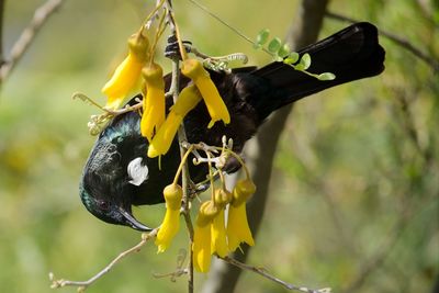 Close-up of tui bird feeding from yellow kowhai flowers