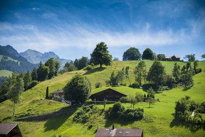 Panoramic shot of trees on field against sky