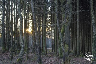 Bamboo trees in forest