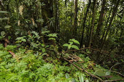 View of trees in forest