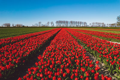 Red tulips in field