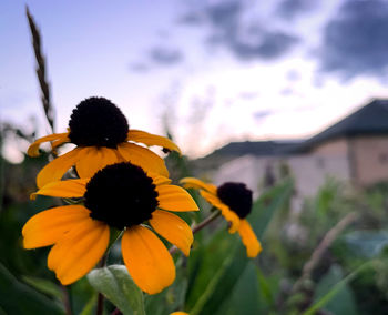 Close-up of yellow daisy flowers