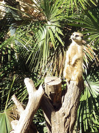 Low angle view of cat on tree
