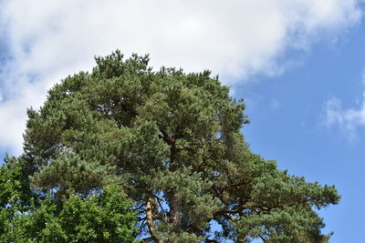 Low angle view of tree against sky