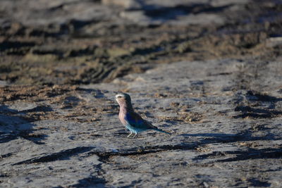 Close-up of bird on land