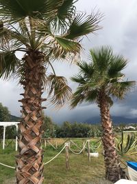 Palm trees on field against sky