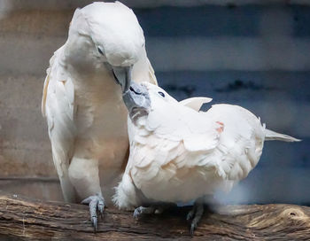 Close-up of birds perching